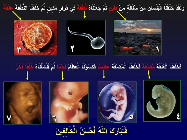 O Alcorão sobre o Desenvolvimento Embrionário Humano